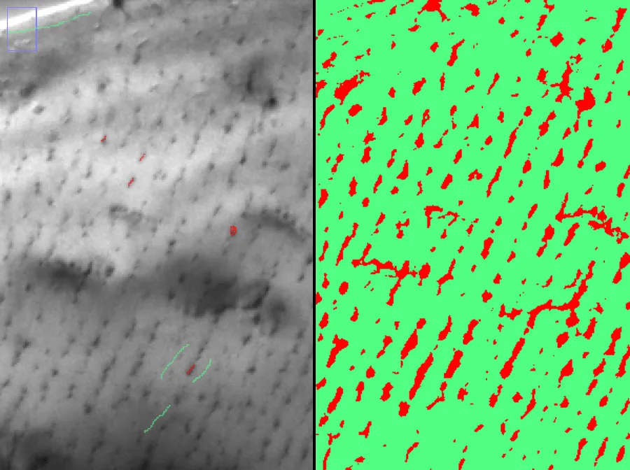 Example of Trainable Weka Segmentation (left side – input with marked classes, right side – output)